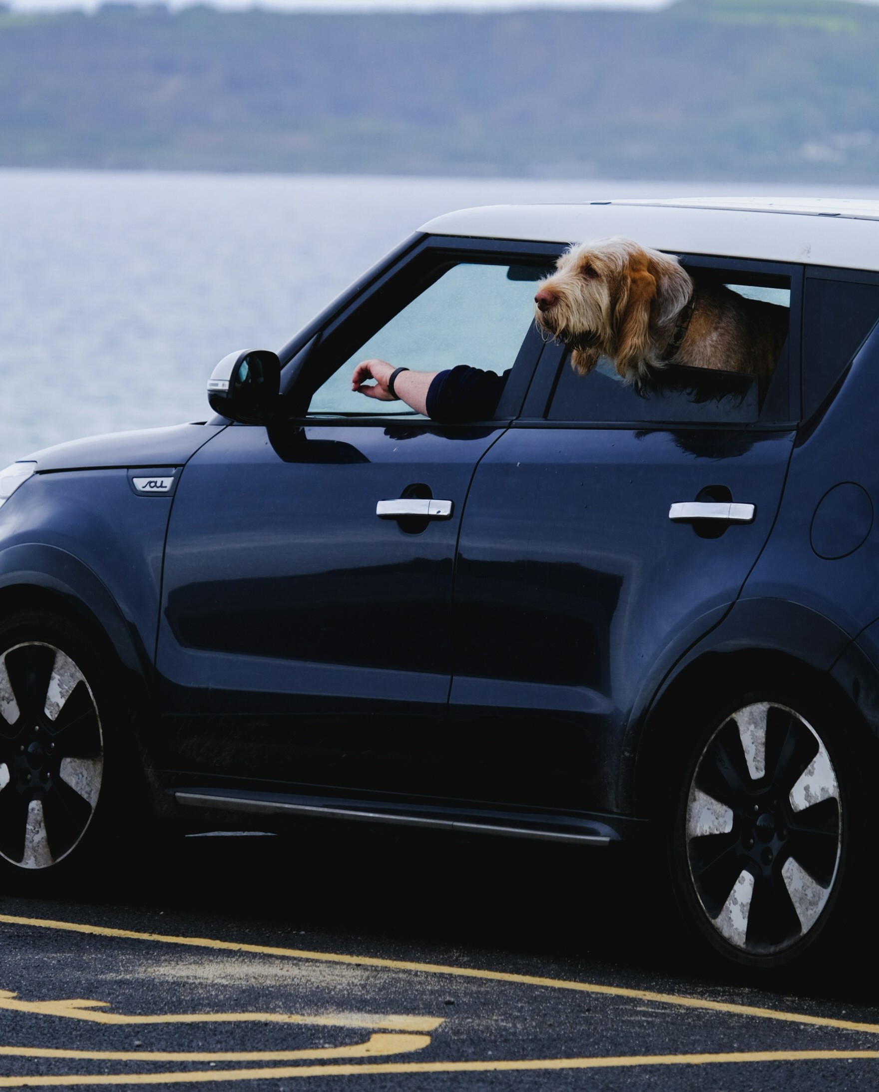 Private SUP with Dog